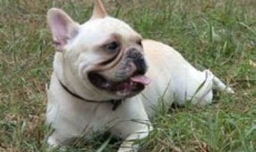 Allevamento Bulldog Francese